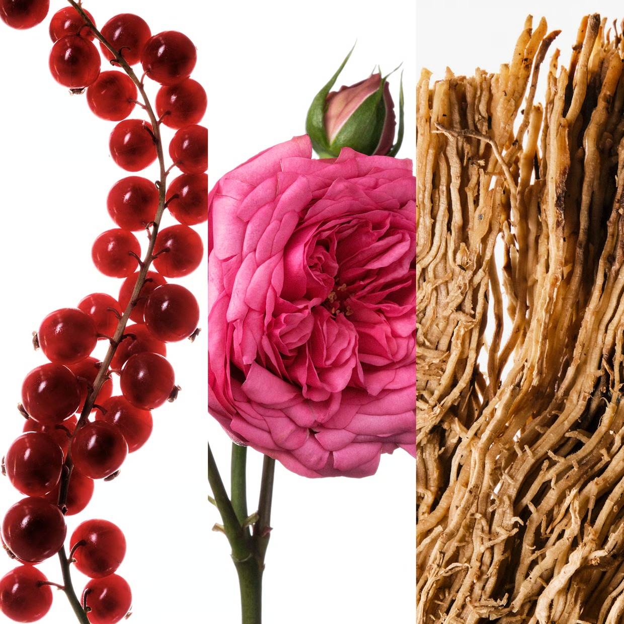 عطر كارولينا هيريرا فيري جود ج - مراجعة Good Floral & Wedding Decor Supply Photos وسعره