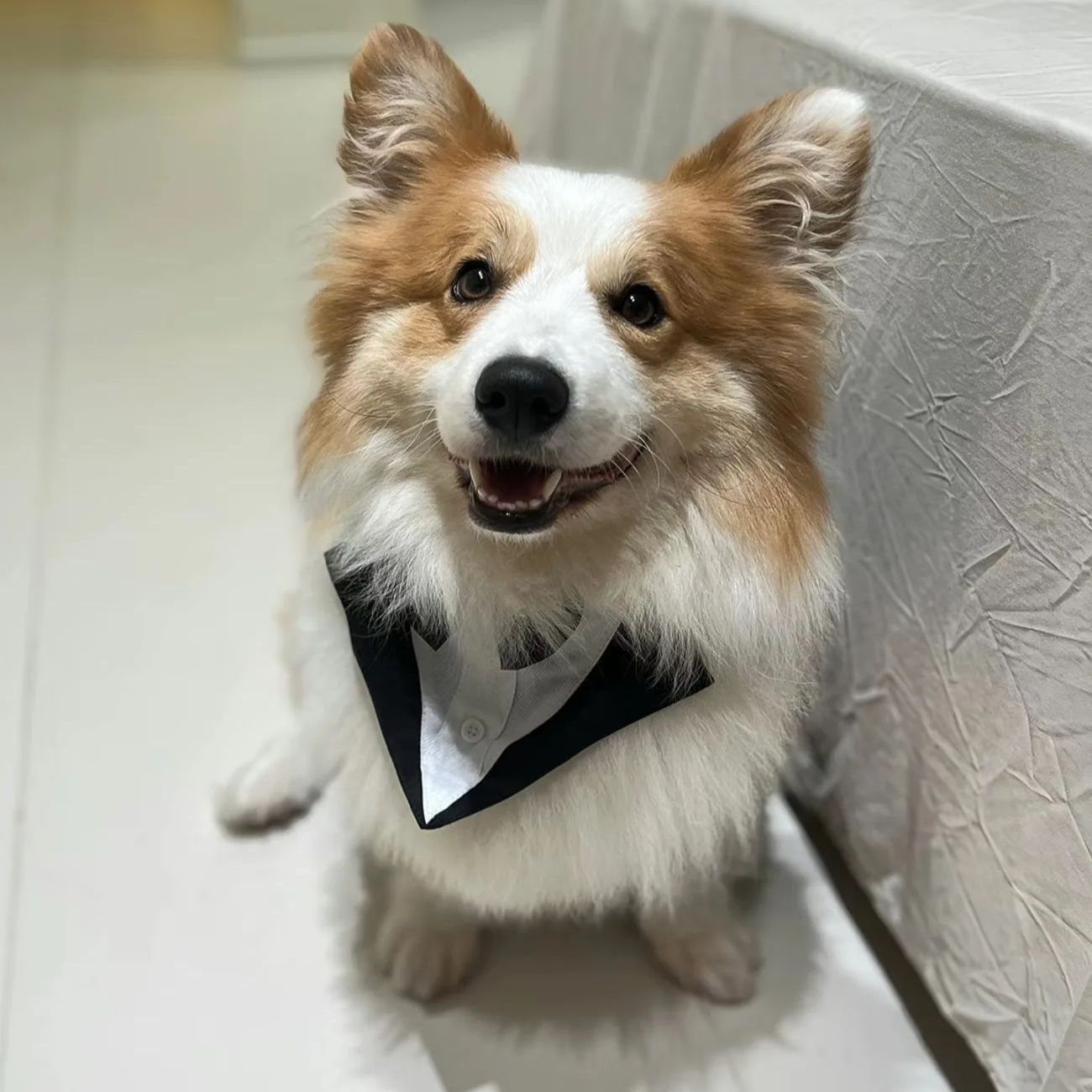 ملابس للكلاب الأليفة، بدلة رسم - مراجعة Suitsupply Wedding Tuxedo وسعره